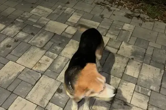 Собака найдена на пр. Жукова, Волгоград