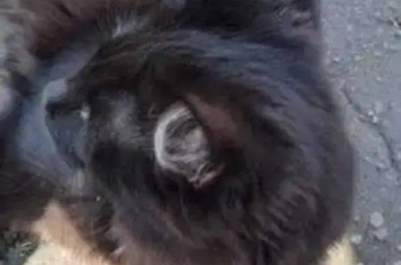 Кошки потеряшки, Владимирская область, фото: Потеряшка кошка в Коврове, Владимирская обл.