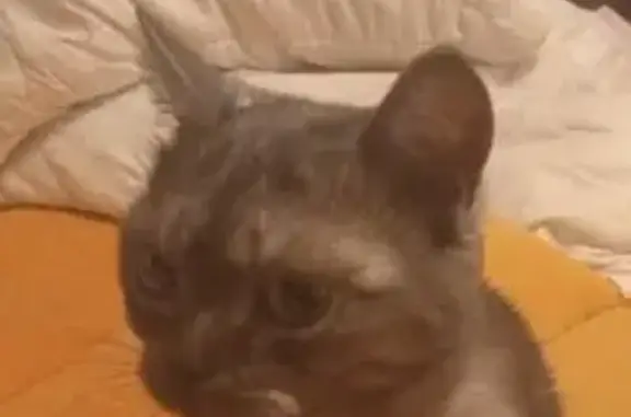 Пропала кошка, Люберцы, Октябрьский пр. 140/5