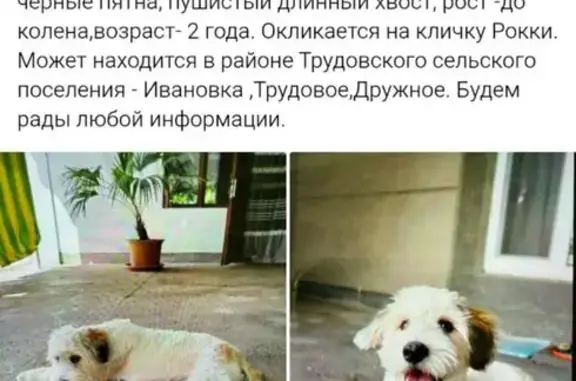 Пропала собака в Трудовском, Крым