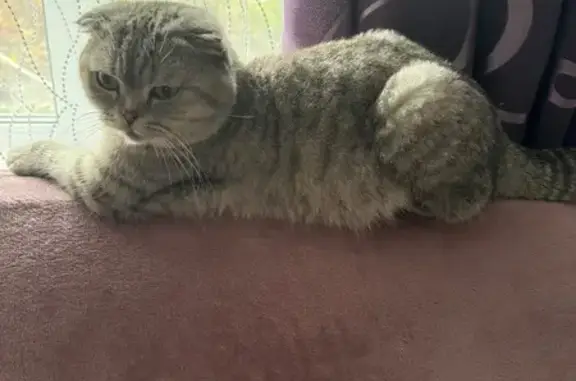 Пропала серая кошка, Шаховская, Строителей