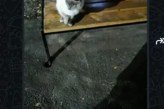 Кошка найдена: ул. Кувыкина, 20, Уфа