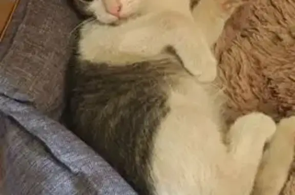 Пропала кошка у Почты, Университетский 90