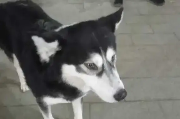 Найдена собака, Уфа, фото: Собака найдена у Госцирка, Уфа, пр. Октября