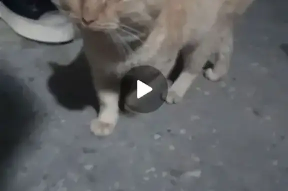 Найдена кошка, Саратов, фото: Найдена кошка: ул. Посадского, Саратов