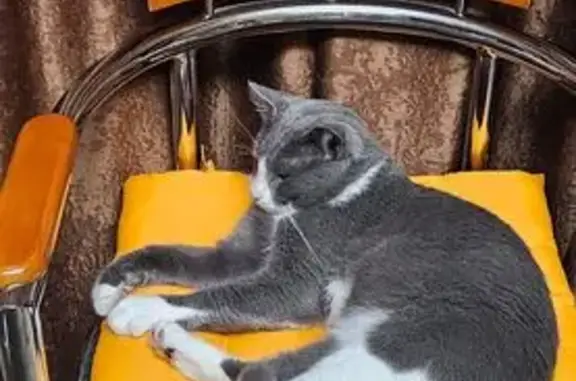 Кошки потеряшки, Сочи, фото: Потеряшка кошка, СТ 