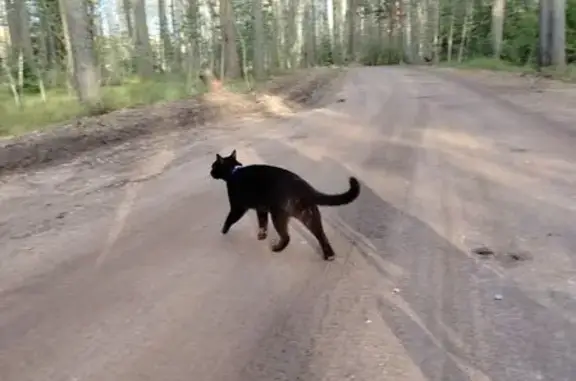 Кошки потеряшки, Ленинградская область, фото: Потеряшка чёрная кошка, СНТ Зимино, Выборг