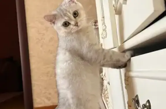 Пропала кошка, ул. Бейбулатова, Махачкала