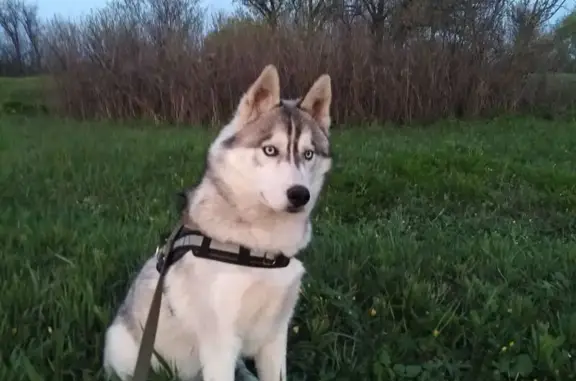 Пропала хаски, Морозов, Ростовская обл.