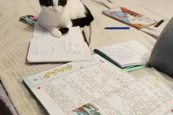 Кошки потеряшки, Норильск, фото: Потеряшка кошка, Комсомольская 50, Норильск