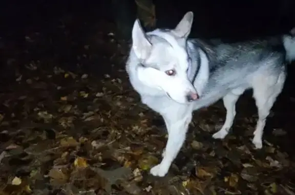 Собака найдена: Свободный проспект, 11 к1