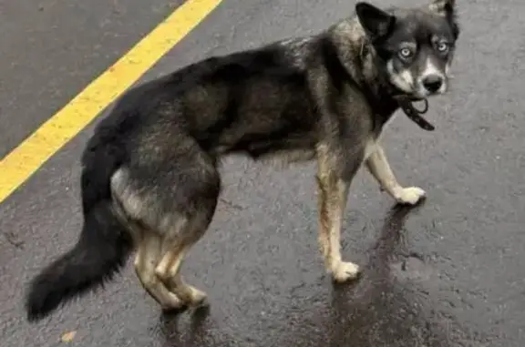 Найдена собака, Вешки, фото: Собака хаски найдена в Вешках, проезд 6433