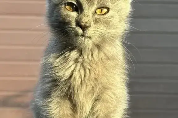 Пропал котенок, Ефремов, Тульская область