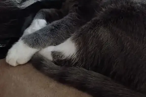 Кошки потеряшки, Невьянск, фото: Потеряшка кошка, Чапаева 22, Невьянск