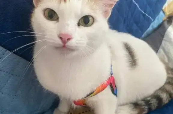 Пропала кошка, ул. Гагарина 47, Домодедово