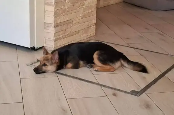 Собаки потеряшки, Тула, фото: Потеряшка собака, ул. Галкина, 4А, Тула