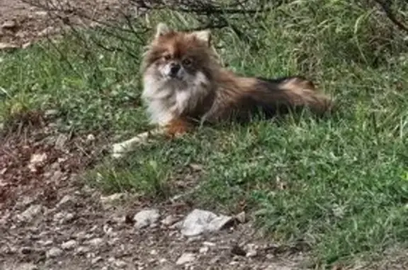 Найдена собака, Кисловодск, фото: Собака найдена: ул. Фоменко 1-я, 65, Кисловодск