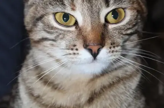 Пропала кошка Муся, Оршанская ул., Бутурлиновка