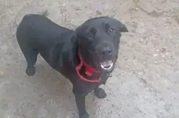 Пропала собака, проезд Добролюбова, 20