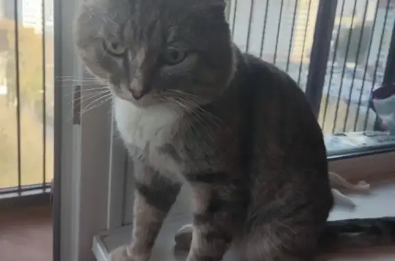 Найдена кошка, Новосибирск, фото: Кошка найдена, Танковая ул. 24, Нск