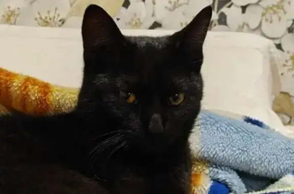 Пропала кошка, Нефтеюганск, Югра