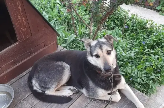 Собаки потеряшки, , фото: Потеряшка собака на Кленовой улице, Щепкинское