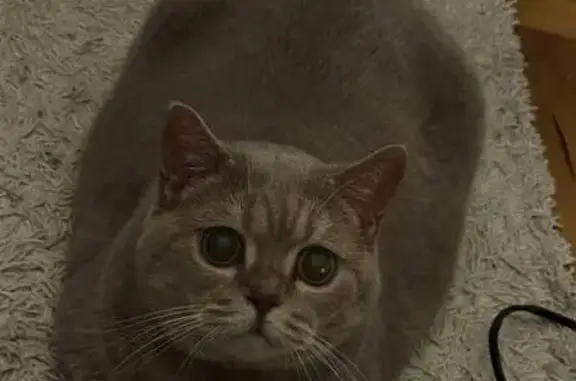 Кошки потеряшки, Санкт-Петербург, фото: Потеряшка кошка, ул. Д. Бедного, 30 к1