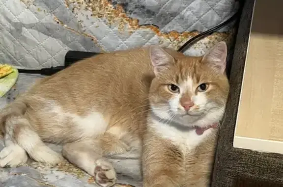 Потерянные животные Молодечно, фото: Пропала рыжая кошка, Красненская 28