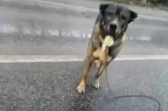 Найдена собака, Московская область, фото: Собака на Домодедовском шоссе 21.10