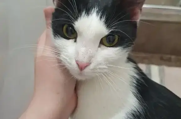 Найдена кошка, Санкт-Петербург, фото: Котёнок найден: пр. Просвещения, 43, СПб