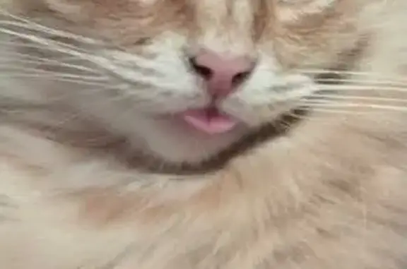 Пропала кошка, ул. Петра Алексеева, 5А