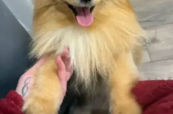 Пропала собака, Московский пр., 44, Тольятти