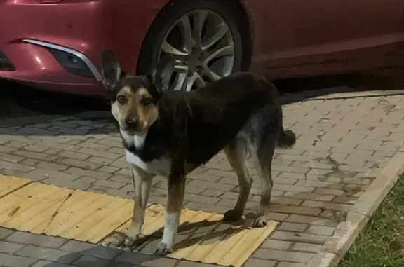 Найдена собака, , фото: Собака найдена: ул. Академика Северина, 5 к1