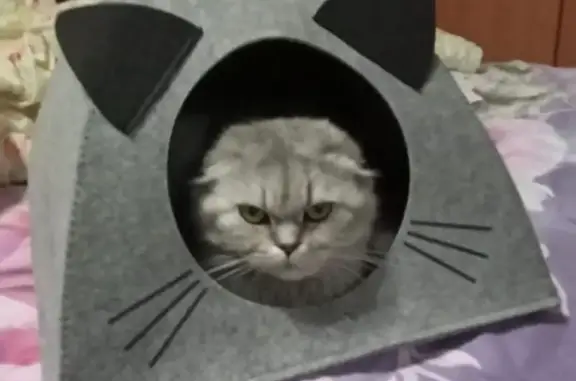 Пропала кошка на ул. 50 лет Октября, 2Б