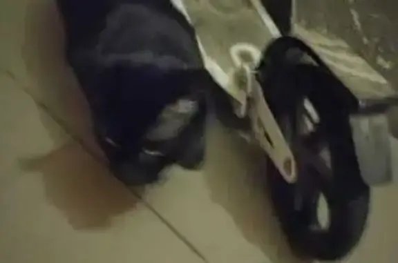 Кошка найдена: 1-я Крестьянская, 2 к2