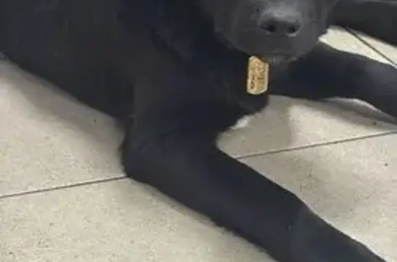 Собаки потеряшки, Уфа, фото: Потеряшка собака, Уфа, Трамвайная 5/1