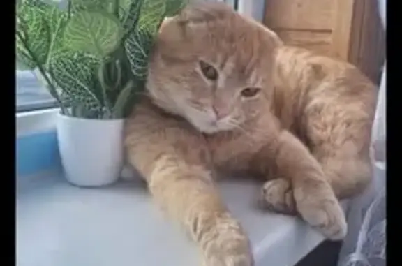 Пропала кошка, Успенское, Новгородская обл.