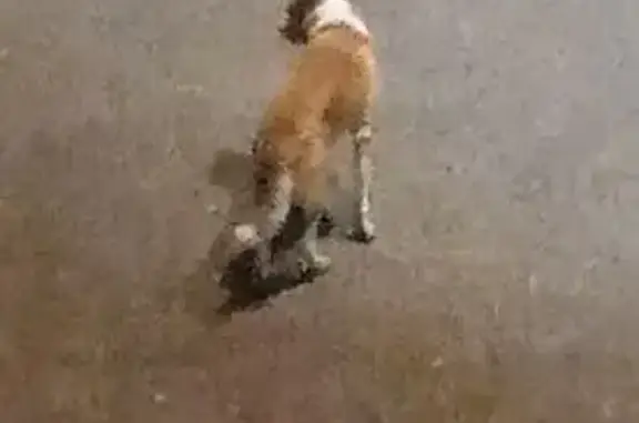 Найдена собака, Сыктывкар, фото: Собака на ул. Морозова, 136, Сыктывкар