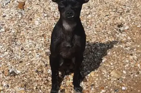 Собаки потеряшки, , фото: Потеряшка собака, Садовая ул., Партизаны