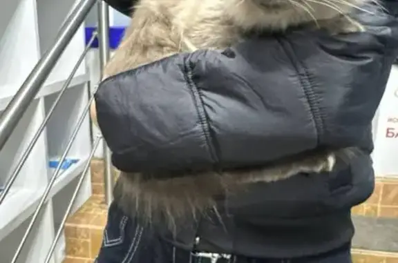Найдена кошка, Москва, фото: Кошка найдена: Первомайская ул., 111, Москва