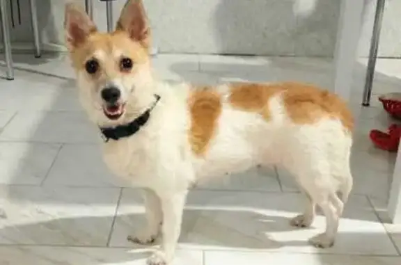 Собаки потеряшки, Ростов-на-Дону, фото: Потеряшка собака, Плодовая 120, Ростов-на-Дону