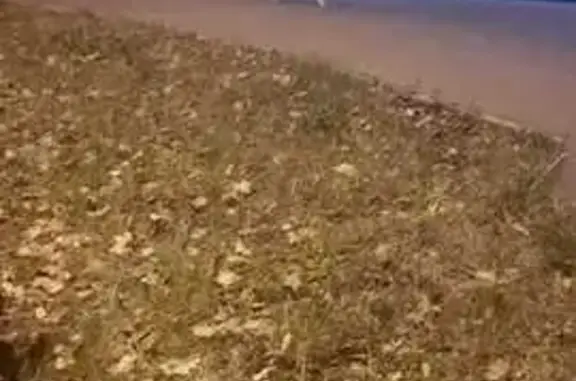 Найдена собака, Южно-Сахалинск, фото: Собака найдена, Южно-Сахалинск, Украинская