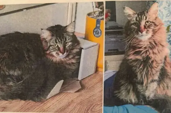 Кошки потеряшки, Загорянский, фото: Потеряшка кошка на ул. Калинина, Загорянский