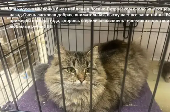 Ласковая кошка найдена, ул. Ленина, Лосино-Петровский