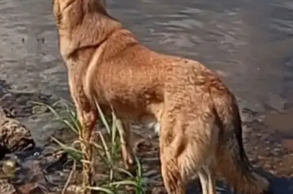 Пропала собака в д. Починок, Череповецкий р-н