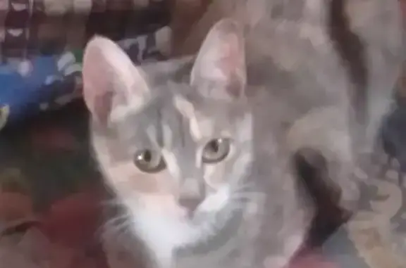 Кошки потеряшки, Домодедово, фото: Потеряшка кошка, Дачная 25, Домодедово