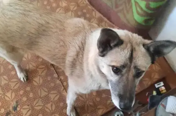 Найдена собака, Партизанск, фото: Собака найдена: Народная ул. 39, Партизанск