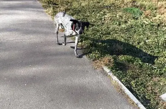 Найдена собака, Хабаровск, фото: Собака на Уссурийском бульваре, Гоголя 10А
