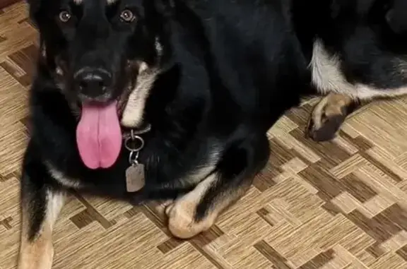 Пропала собака в г.о. Липецк, Липецк. обл.