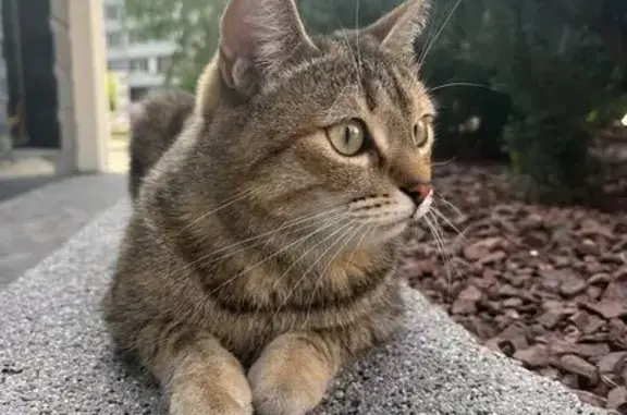 Кошки потеряшки, Барнаул, фото: Потеряшка кошка, Челюскинцев 69, Барнаул